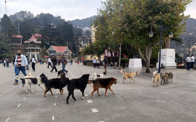 Himachal: Shimla census finds 280 aggressive dogs