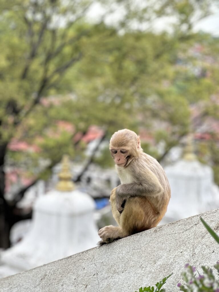 Himachal wildlife department decides to keep all 7 monkey sterilisation centres operational