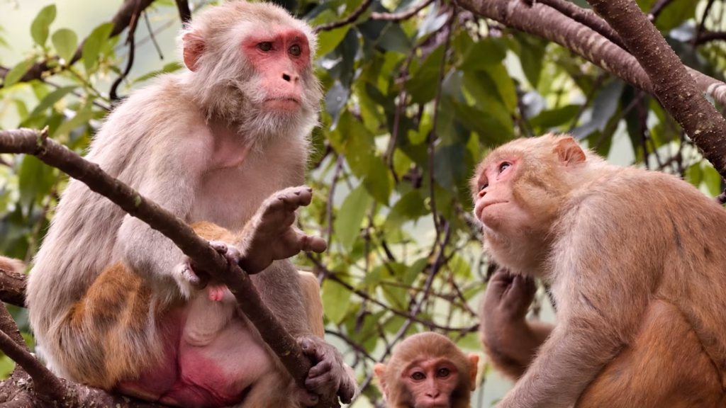Himachal wildlife department decides to keep all 7 monkey sterilisation centres operational