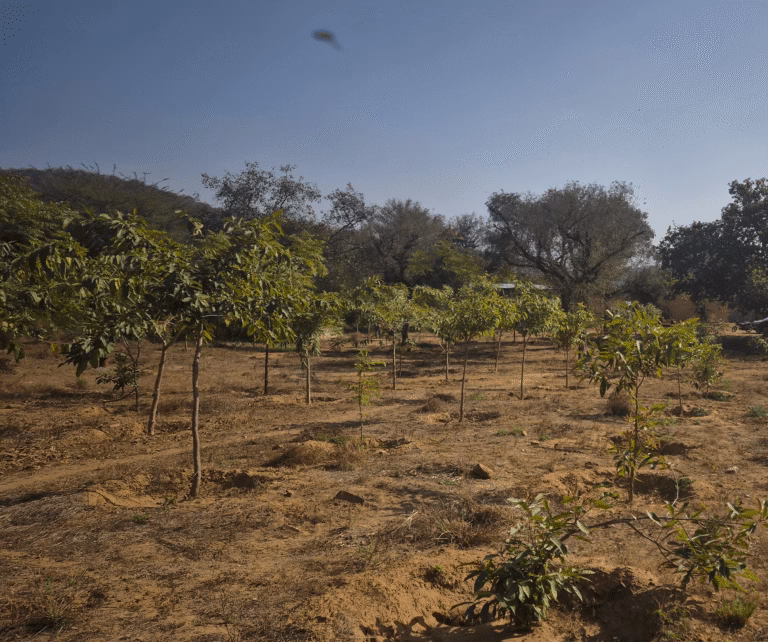 Hope and Beyond Wildlife Rescue, Jaipur