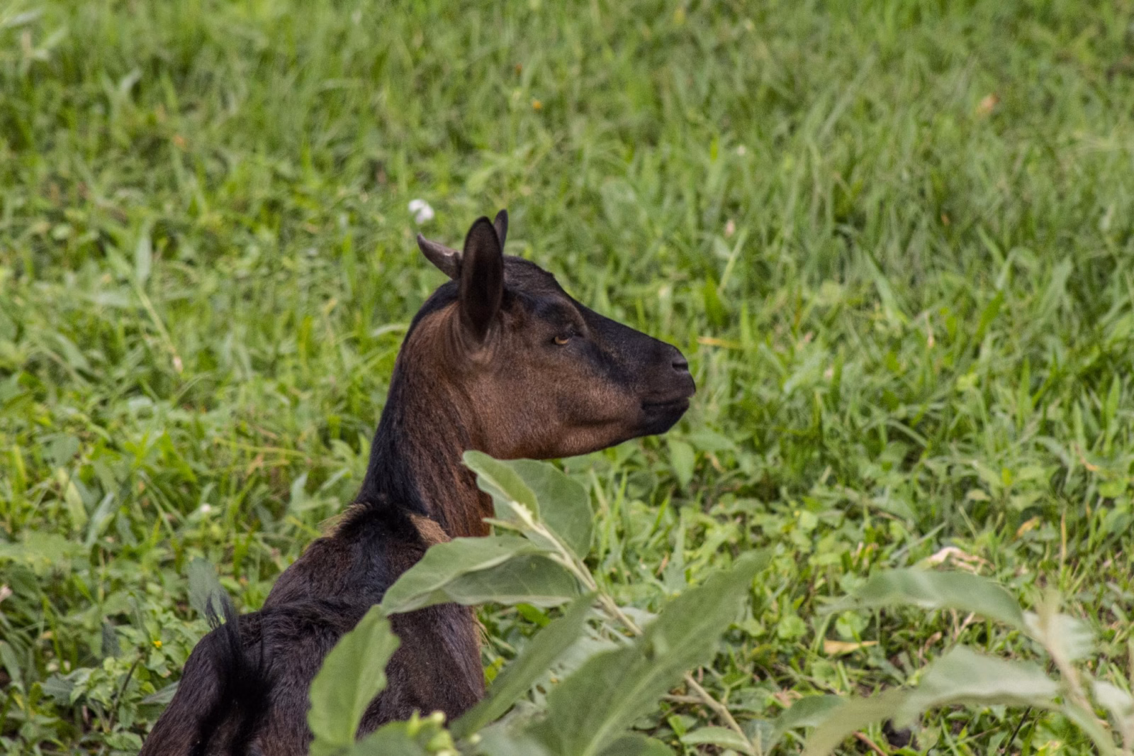 How to report animal cruelty in Maharashtra