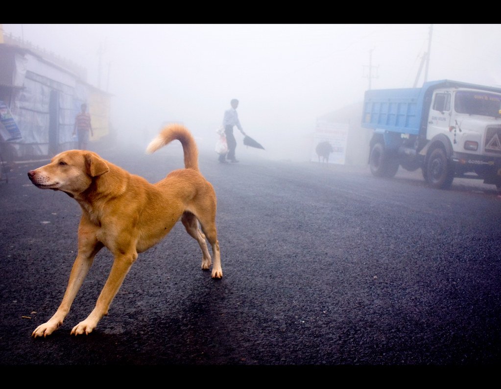 How to report animal cruelty
