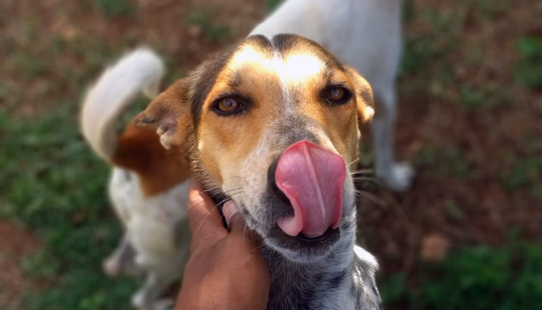 Humane Animal Society -Street Dog Sterlisation Centre