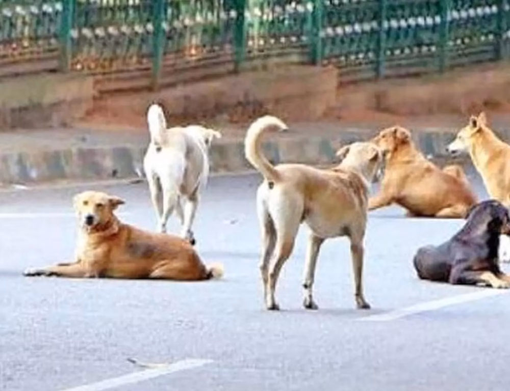 Hyderabad plans seven more animal care centres for street dogs