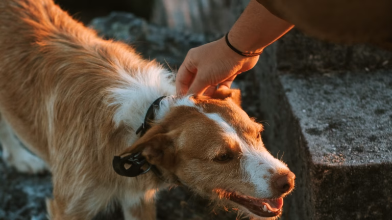 IGSS Animal Care NGO