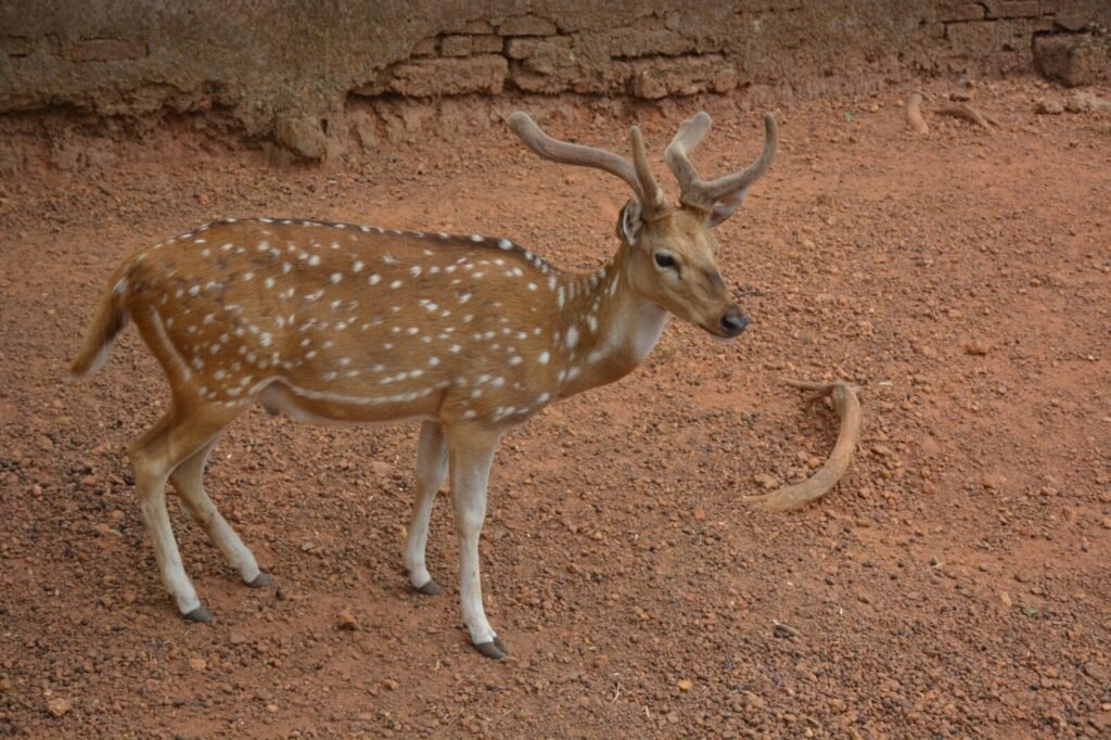 IIT Organises Wildlife Photography Workshop as Part of National Wildlife Week 2026