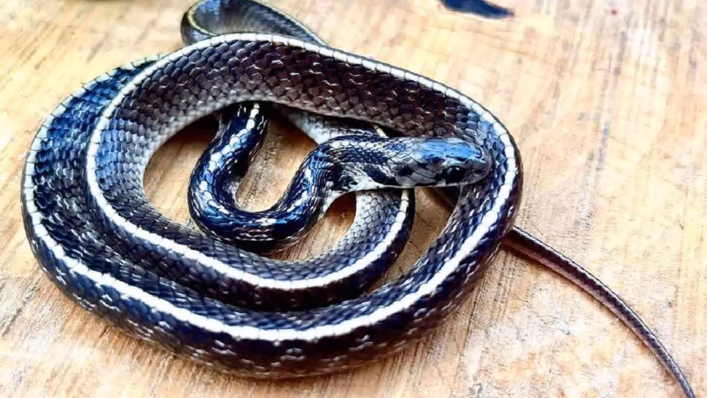 In India, a family’s panic leads to Rajasthan’s first live record of a rare egg eating snake