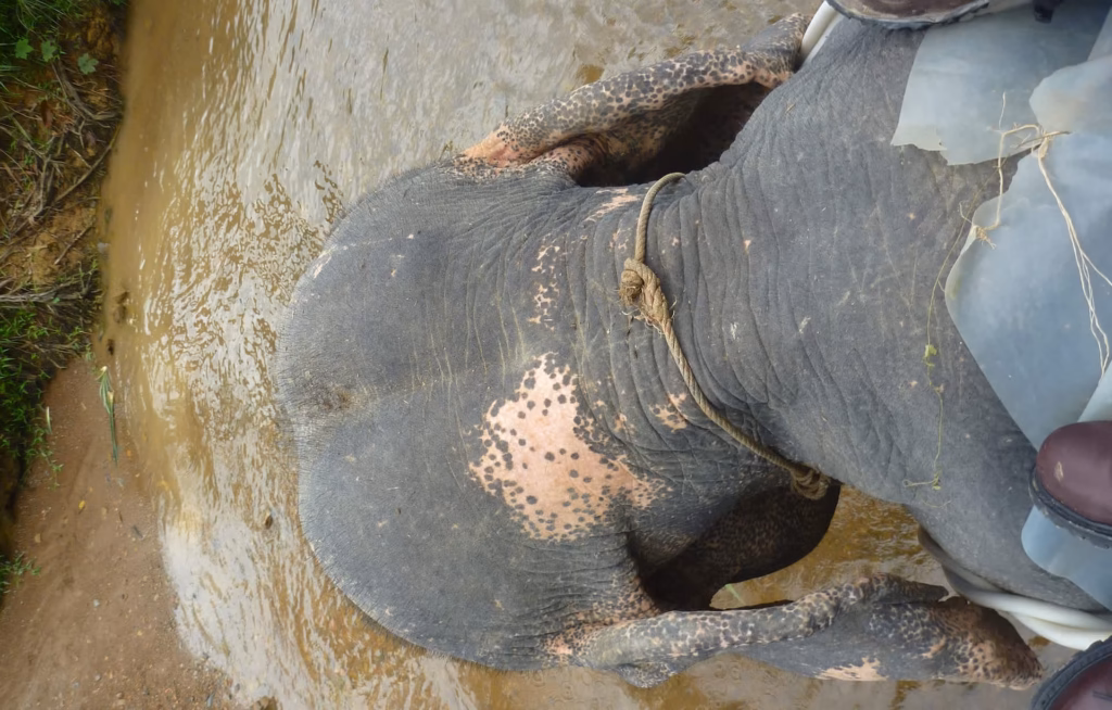 In India, a rescued elephant calf arrives wrapped in ropes and finds comfort with another orphan