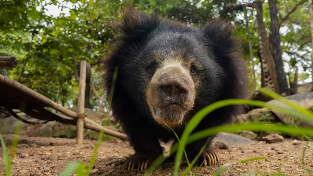 In India, a sloth bear once forced to dance for tourists now dozes in a custom hammock