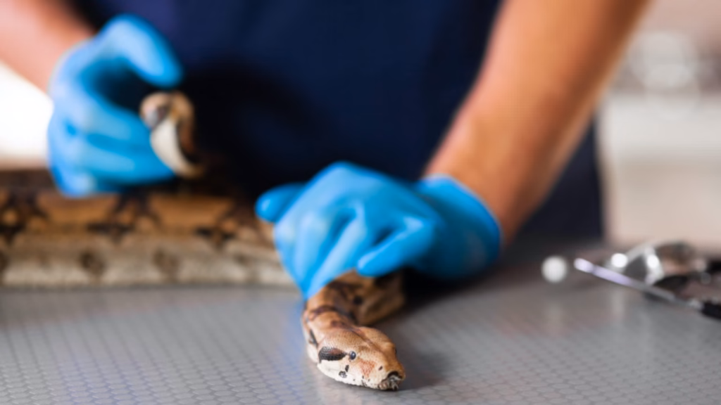 In India, vets pull black plastic bag from cobra after spotting bulge in its stomach
