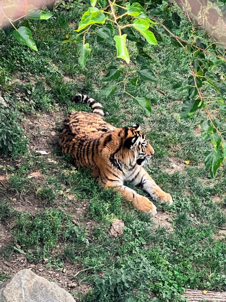 India emerges as a global leader in tiger conservation with science-based policies and community participation