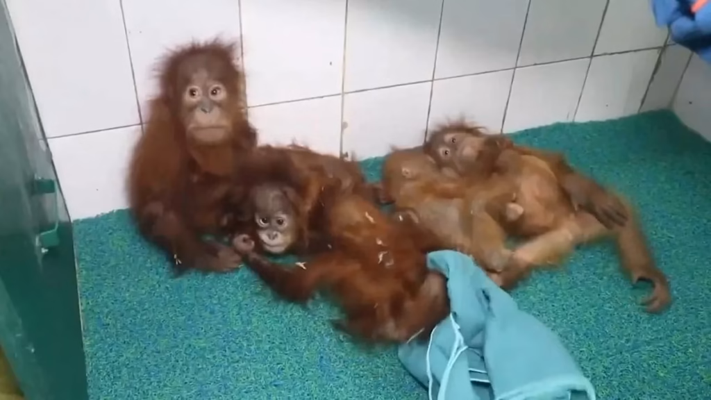 India emerges as major destination for trafficked orangutans and other endangered apes