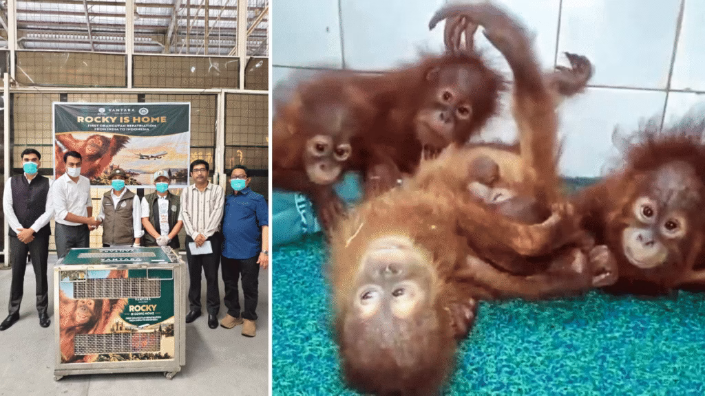 India repatriates orangutan rescued in 2024 to Jakarta, plans to send the 5 found in Odisha underway