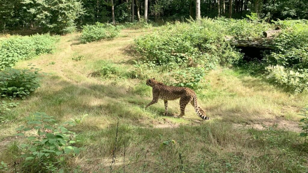 India’s cheetah count reaches 53 as ‘Project Cheetah’ shows strong progress, Centre plans further expansion