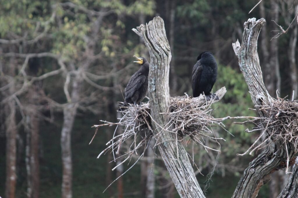 India’s declining birdlife affects more than biodiversity