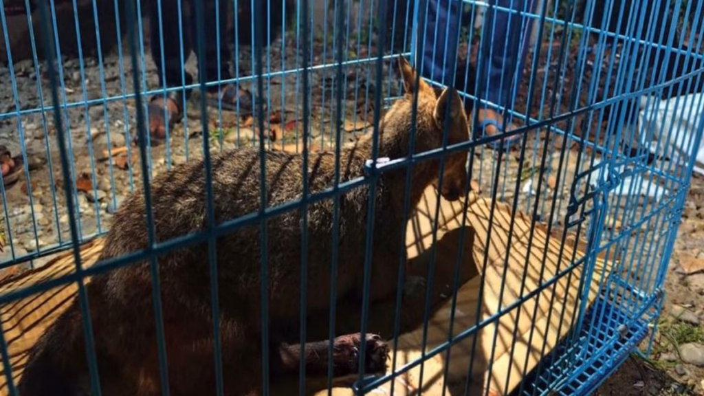Injured jackal rescued near NH 38 in Assam’s Digboi, sent for treatment
