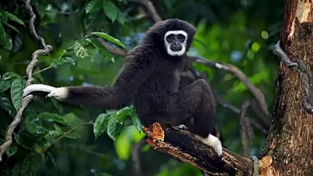 International Gibbon Day 2026 highlights threats to northeast India’s only ape