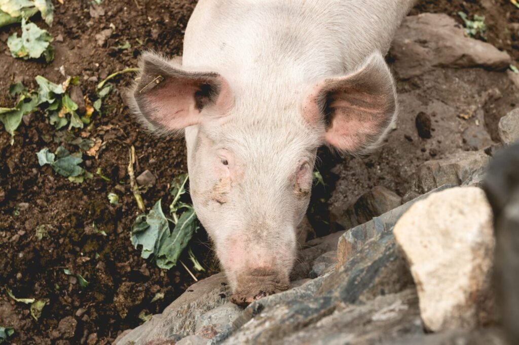 Joint Efforts Intensified to Control Classical Swine Fever among Pigs in Car Nicobar