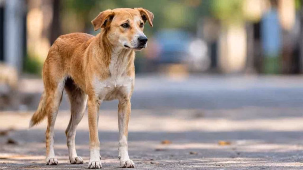 Kompally security guard accused of sexually assaulting dog