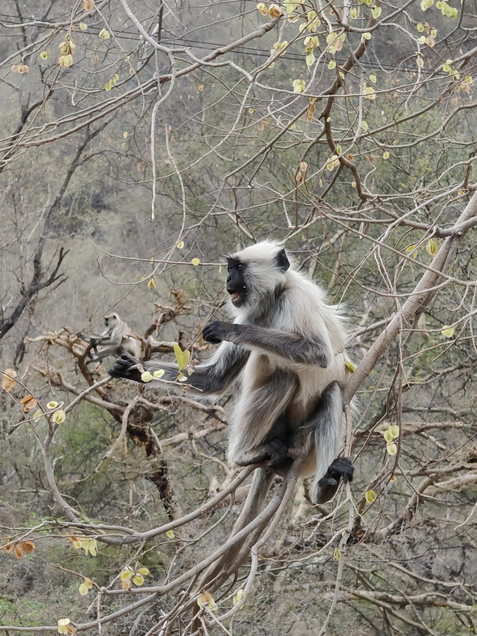 Living alongside animals: avoiding and solving conflicts