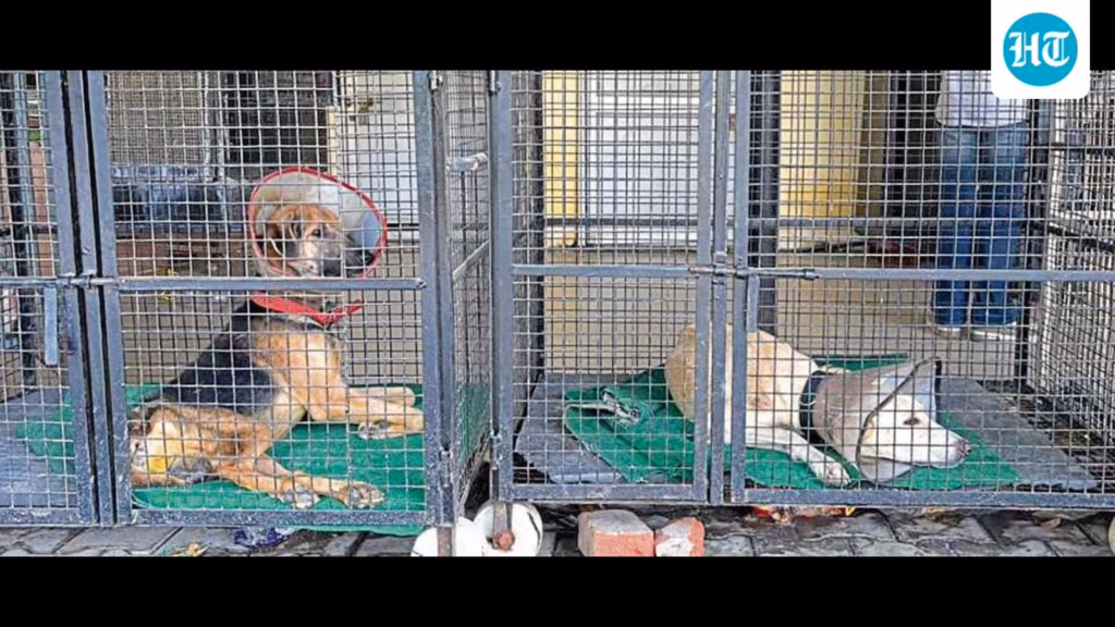 Ludhiana: Four abandoned pedigree dogs struggle to adjust to life in kennel