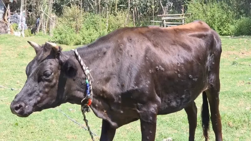 Lumpy Skin Disease Alert: Animal Husbandry Department Ganderbal issues public advisory