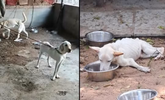 Madras Animal Rescue Society