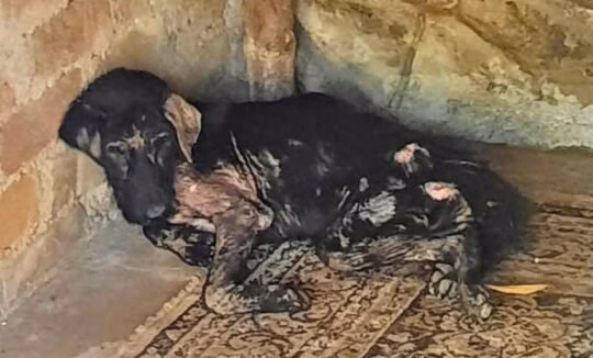 Madras Animal Rescue Society