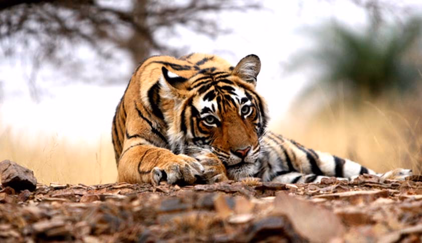 Mp high court directs probe into two more tiger deaths at kanha national park