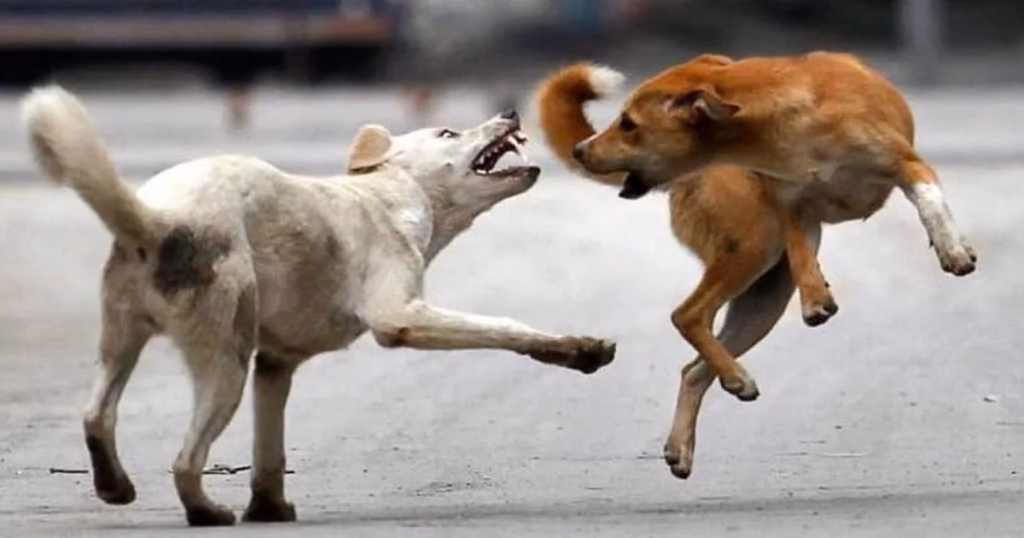 Mumbai records 17 dog bite cases every hour in 2025, nearly double 2021 rate
