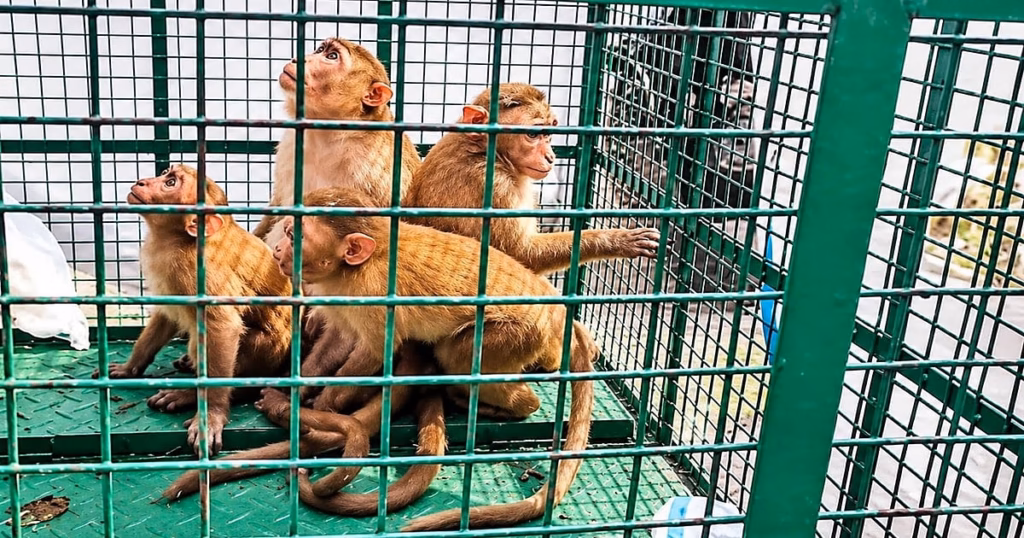 Nashik: monkeys to be caged in Trimbakeshwar ahead of president Droupadi Murmu’s visit