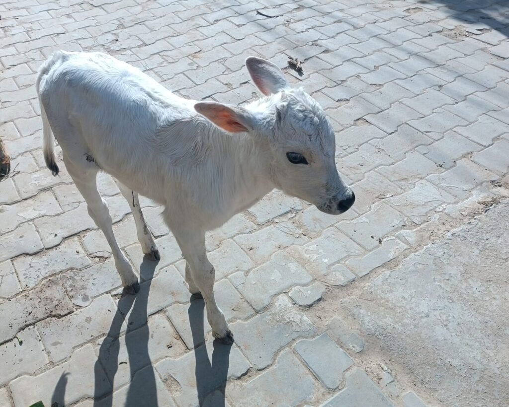 Odisha court sentences six to life in cow trafficking and police assault case