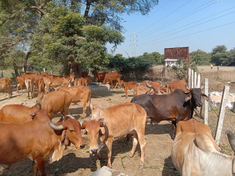 Om Sevashram Trust Gaushala