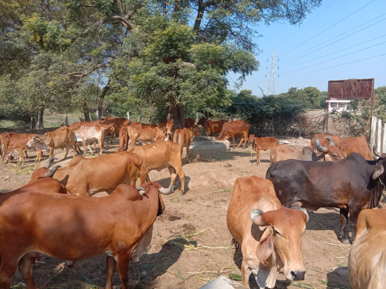 Om Sevashram Trust Gaushala