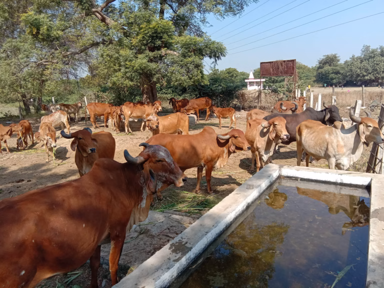Om Sevashram Trust Gaushala