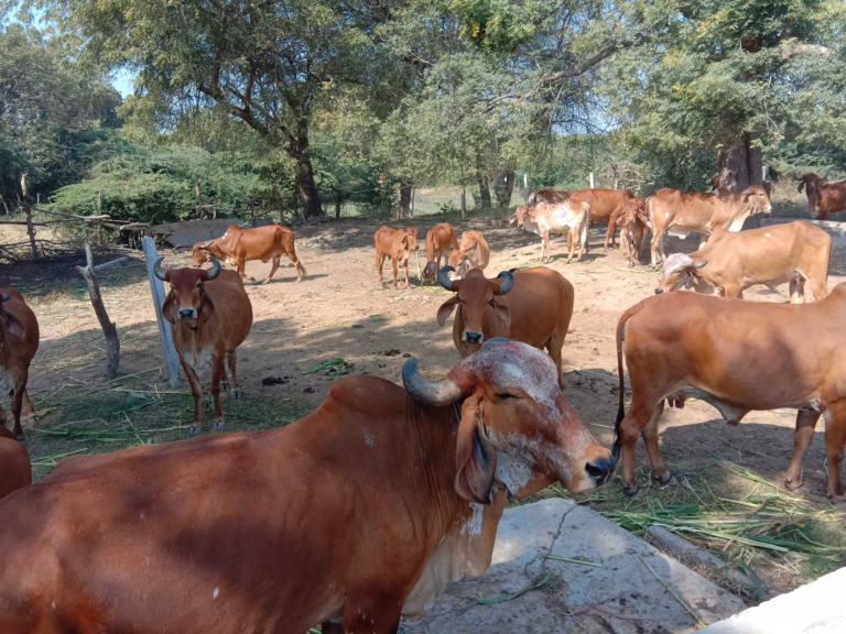 Om Sevashram Trust Gaushala
