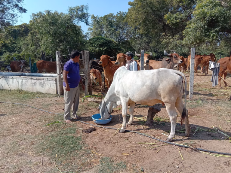 Om Sevashram Trust Gaushala