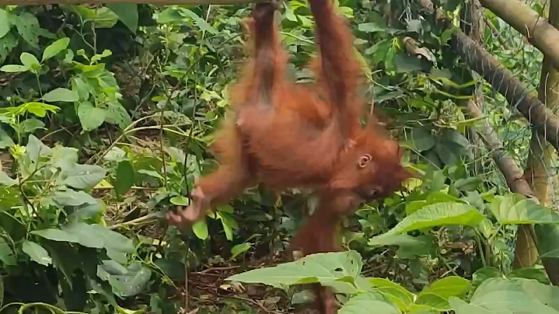 Orangutans found in India may be part of wildlife trade