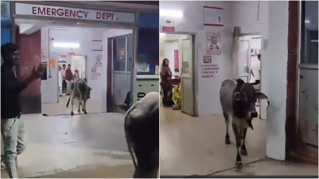 Patients flee from their beds as two stray bulls enter UP hospital’s emergency ward