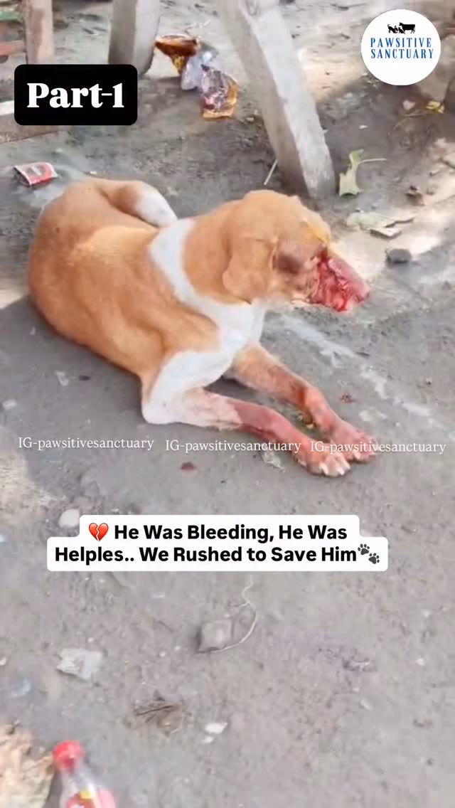 Pawsitive Sanctuary