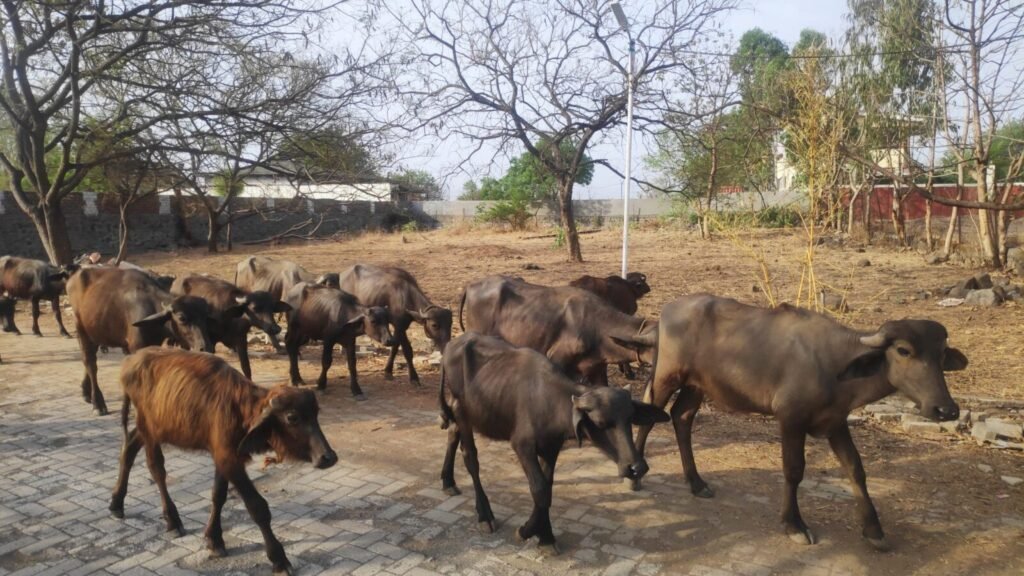 PETA India Files Petition for Seizure of Remaining Animals from Saligrama Hoarder in Udupi