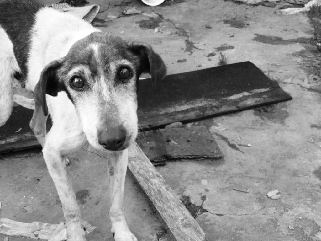 Rabies casts a shadow on Gir’s pride