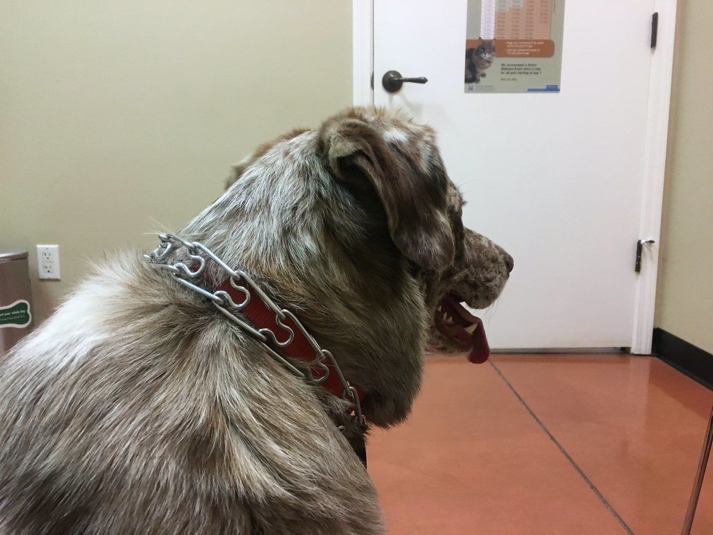 Rabies: WHO fact sheet