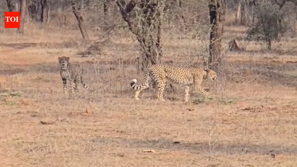 Radio collared male cheetah found injured in MP’s Morena