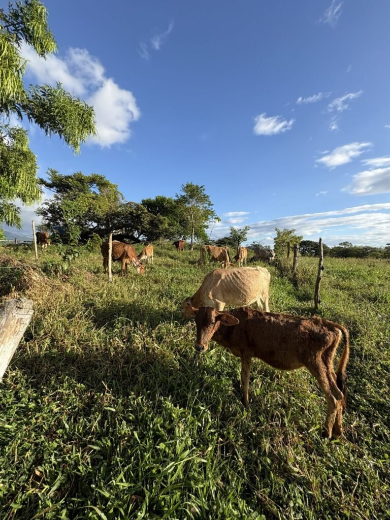 Request to stop illegal transportation and slaughtering of animals, and promotion of humane treatment of animals – dated 05.10.2026