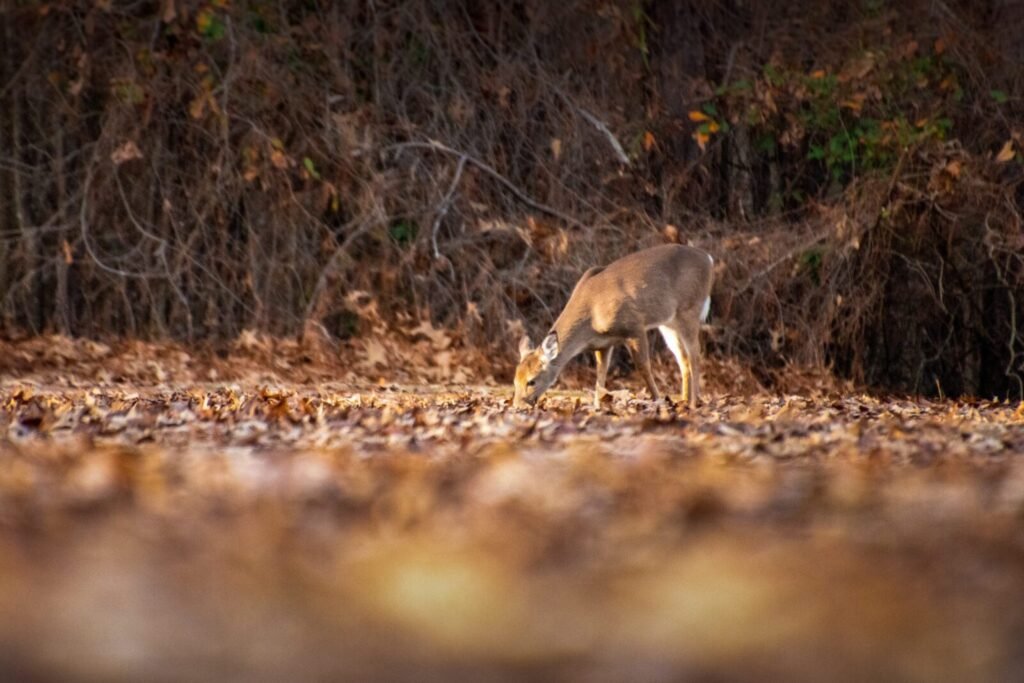 Sanctuary that lost all blackbucks 5 decades ago prepares to welcome 50 new arrivals in Chhattisgarh