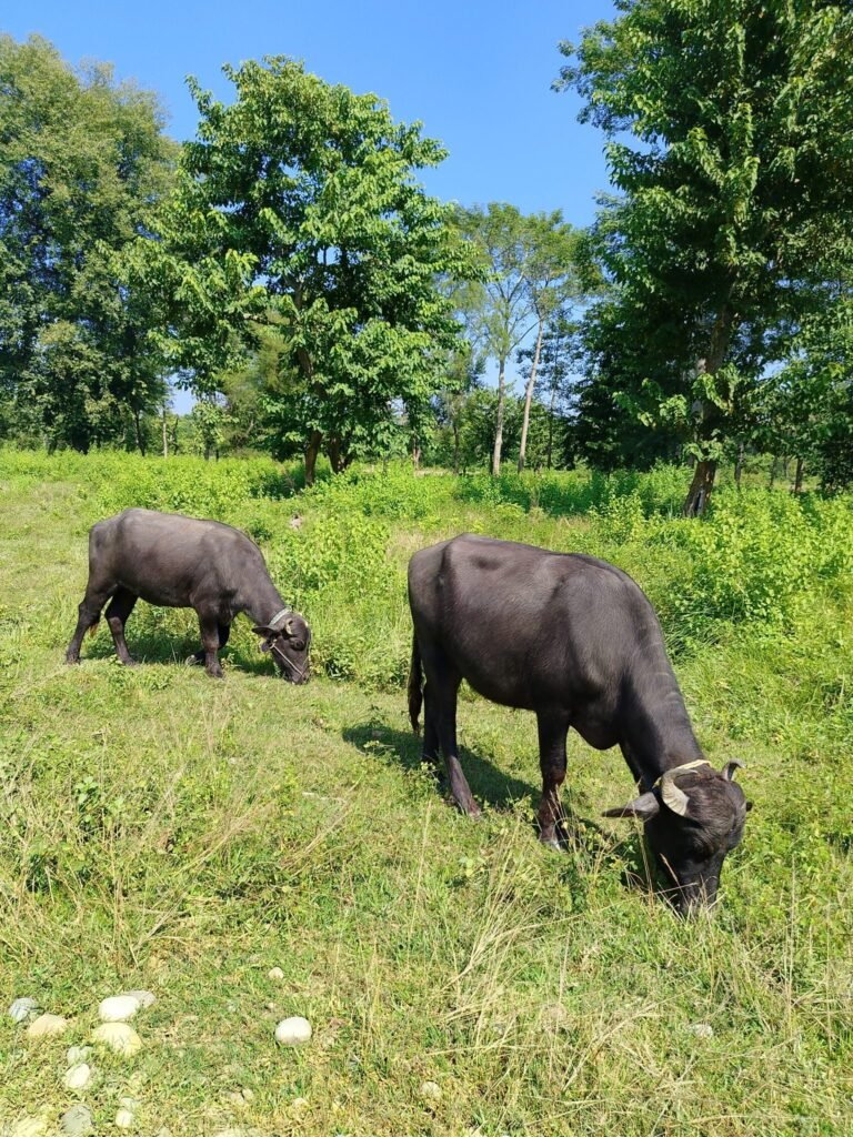 Scientists from Government, Industry, and PETA India Unite to Accelerate Uptake of Non-Animal Methods