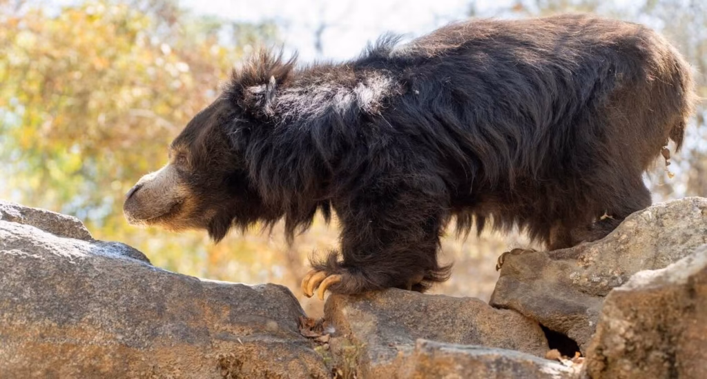 Sloth bear named by Julia Roberts is flourishing after rescue from dancing trade in India