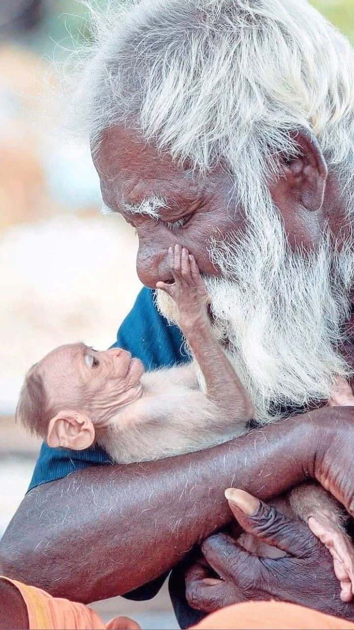 Society for Animal Safety, India
