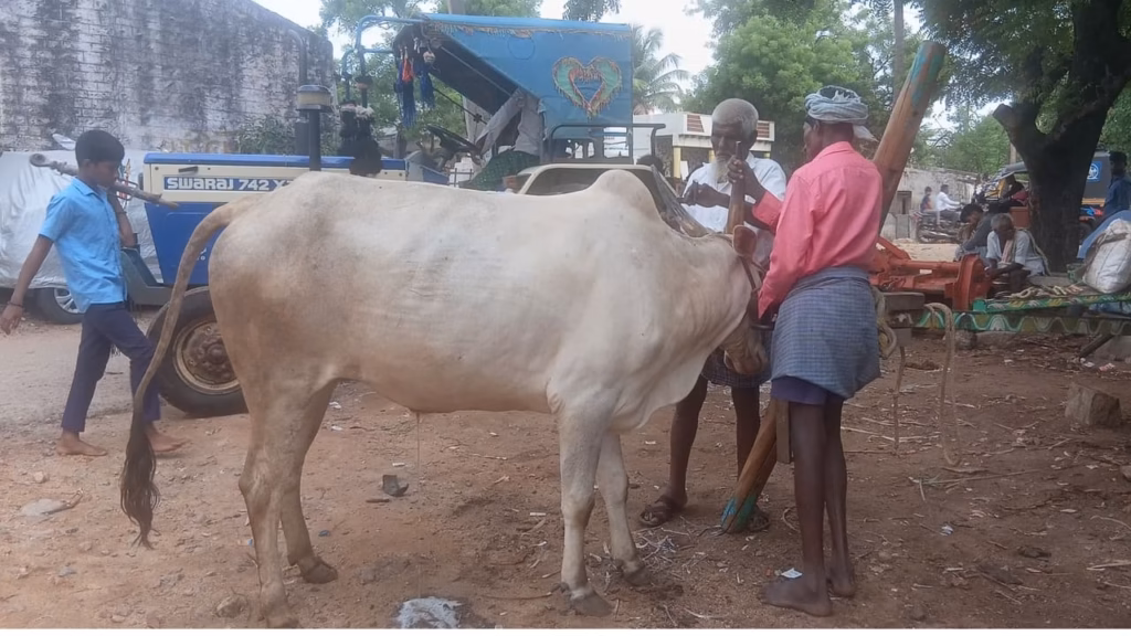 Stray bull attacks elderly morning walker in MP, lifts him with its horns in shocking CCTV footage